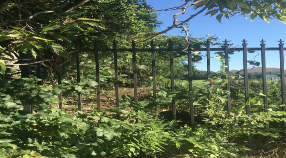 Screen Shot 2017-09-11 at 6.16.51 PM